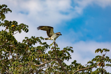 Lake Nicaragua Osprey 