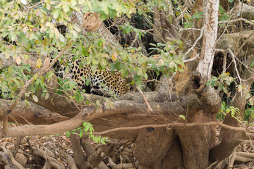 Fototapeta na wymiar Jaguar from Pantanal, Brazil