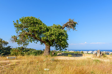 Olive tree, spring scene in sunny day on Rhodes island, Greece