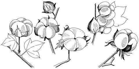 Vector cotton. Floral botanical flower. Wild spring leaf wildflower isolated. Vector wildflower for background, texture, wrapper pattern, frame or border.