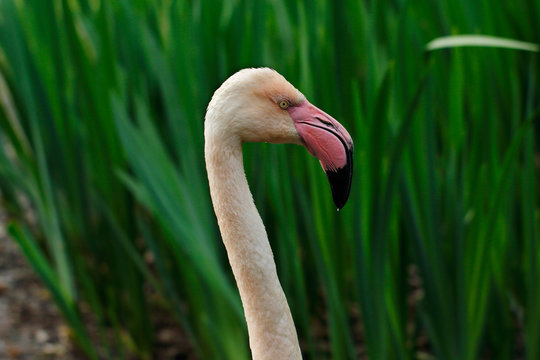Neck und head detail of rosy colored flamingo