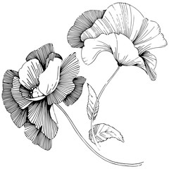 Vector poppy. Floral botanical flower. Wild spring leaf wildflower isolated. Vector wildflower for background, texture, wrapper pattern, frame or border.