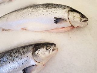 Fresh raw salmon fillet on ice