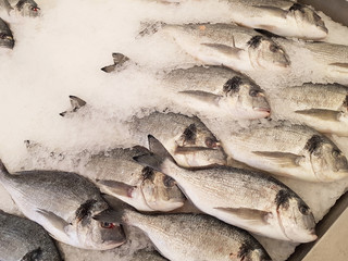 Fresh fish on the ice of shop window