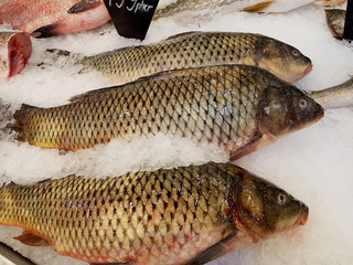 Fresh fish on the ice of shop window
