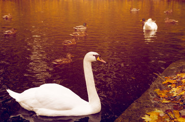 White swan and wild ducks swimming in the lake