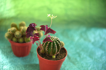 Cacti in pots on a green background