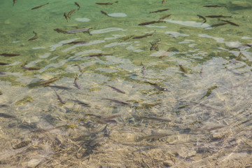 Lago di tenno with mountain and trees reflection in water. Tenno, Privincia di Trento, Trentino0Alto Adige, Italy