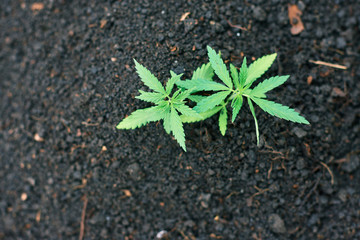 Concept breeding of marijuana, cannabis, legalization. Green leaves ganja close up