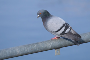 Taube - blauerr Hintergrund