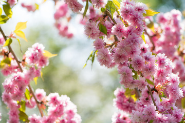 Zierkirschenblüten