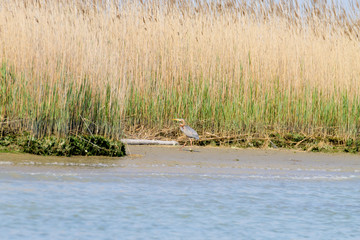 Purple heron close up.Po river lagoon