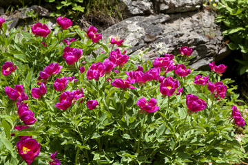 Very beautiful flowers in the mountains.In spring.