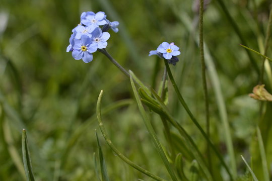 miosotide selvatica