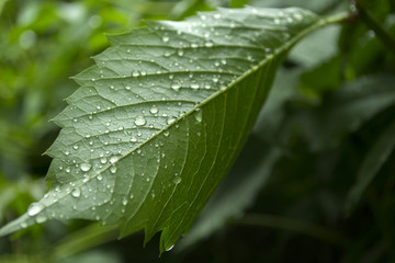 Green leaf covered by raindrops, macro photography.
