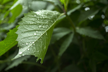 Green leaf covered by raindrops, macro photography.