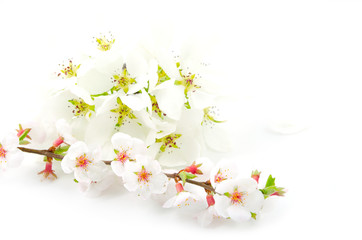 Blooming branches of apple and cherry on white background.