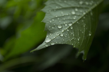 Green leaf covered by raindrops, macro photography.