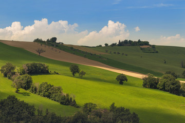 Fototapeta na wymiar View of a rural landscape, green fields of wheat
