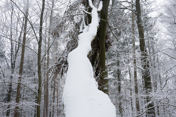 Fallen tree trunk in the snowy forest