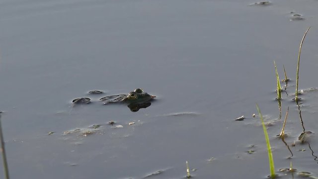 Active breeding games for reptile frog reproduction in swamp, in forest pond