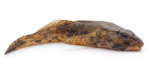 Raw brown goby.
