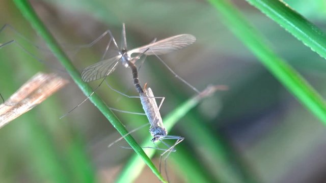 Insect macro, mating Mosquito Crane fly Tipula luna male sitting on green leaf