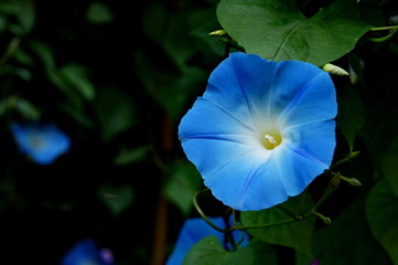 Morning Glory Flower