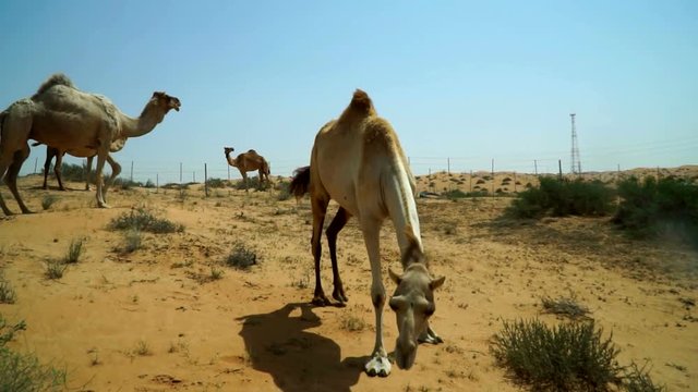 A group of grazing camels, worried about the approach of a stranger. A place near the road through the desert in the UAE.