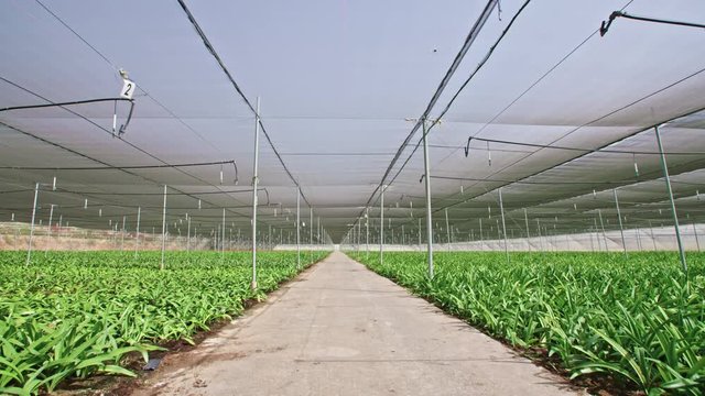Amaryllis plants inside a large nethouse