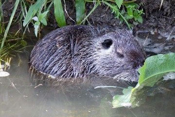 Nutria