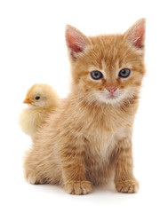 Kitten and chicken.