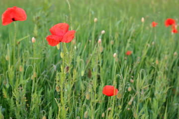 red poppies in a field