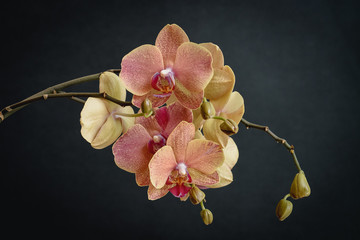 Orquidea sobre fondo oscuro