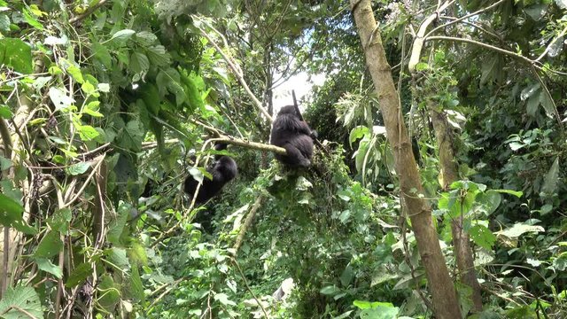 Mountain Gorilla, pregnant female and other family members sitting in the trees, young Mountain Gorillas are playing. Democratic Republic of Congo
