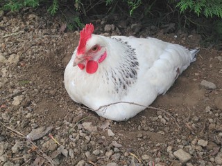 poule couveuse dans la terre 