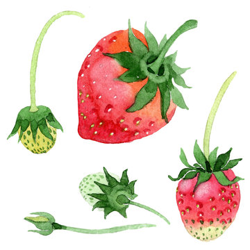 Red strawberries healthy food in a watercolor style isolated. Full name of the fruit: strawberry. Aquarelle wild fruit for background, texture, wrapper pattern or menu.