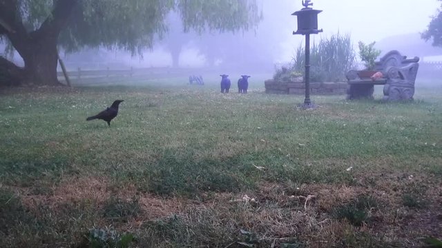 Die Krähe fliegt im Nebel an den Futterplatz - Die Krähe im Nebel erinnert an Alfred Hitchcock mit dem Horror-Klassiker “Die Vögel“
