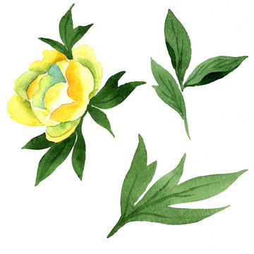 Yellow Peony. Floral botanical flower. Wild spring leaf wildflower isolated. Aquarelle wildflower for background, texture, wrapper pattern, frame or border.