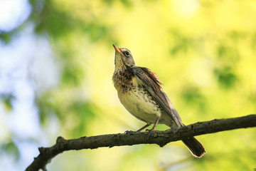 portrait of a bird thrush sitting on a branch in a spring park fluffy feathers