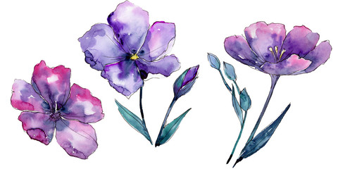 Fototapeta na wymiar Violet flax. Floral botanical flower. Wild spring leaf wildflower isolated. Aquarelle wildflower for background, texture, wrapper pattern, frame or border.