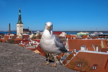 White seagull is standing on the fortress wall on the background of the city tiled roofs of Tallinn. Estonia.