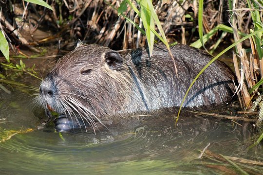 Nutria