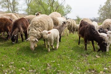 Sheep and goats graze on green grass in spring	