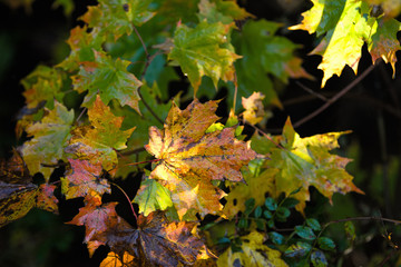 Autumn Leaves Close Up