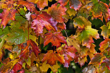 Autumn Leaves Close Up