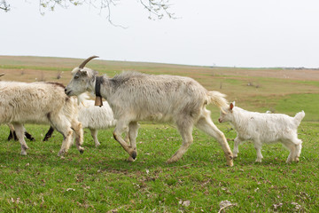Sheep and goats graze on green grass in spring	