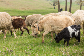 Sheep and goats graze on green grass in spring	