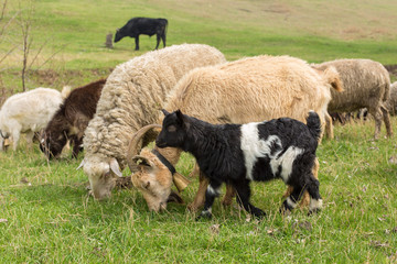 Sheep and goats graze on green grass in spring	