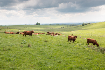 Troupeau de vaches dans une prairie